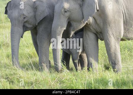 Asian indian elephant (Elephas maximus indicus) two adult females and calf, with the calf sheltered between the adult females, standing in grassland, Stock Photo