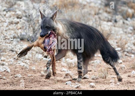 Brown hyena (Hyaena brunnea) adult, carrying part of hartebeest (Alcelaphus buselaphus caama) carcass, Kalahari Gemsbok N. P. Kgalagadi Transfrontier Stock Photo
