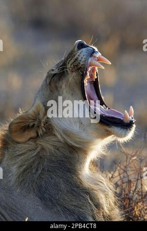 Transalvaal Lion, southern african lion (Panthera leo krugeri), Panthera leo, predatory cats, predators, mammals, animals, Transvaal Lion immat Stock Photo