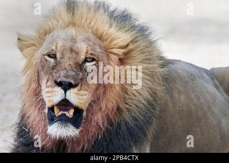 Transalvaal Lion, southern african lion (Panthera leo krugeri), Panthera leo, Cats of prey, Predators, Mammals, Animals, Transvaal Lion adult Stock Photo