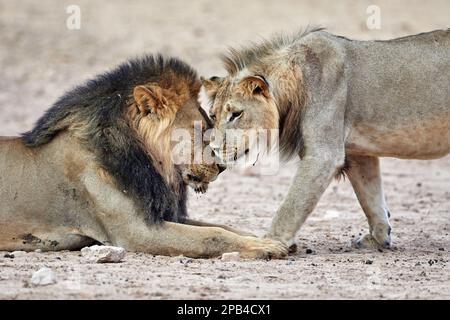 Transalvaal Lion, southern african lion (Panthera leo krugeri), Panthera leo, Cats of prey, Predators, Mammals, Animals, Transvaal Lion adult Stock Photo