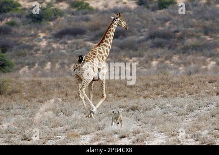 Southern african lion (Panthera leo krugeri) adult female hunting southern giraffe (Giraffa camelopardalis giraffa) adult, Kalahari Gemsbok N. P. Kgal Stock Photo