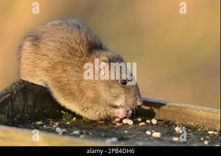 Brown Rat (Rattus norvegicus) adult, feeding on birdtable, Aqualate National Nature Reserve, Staffordshire, England, United Kingdom, Europe Stock Photo