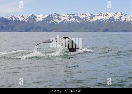 Humpback Whale Tail Skjalfandi Bay Husavik Northeast Iceland Europe ...