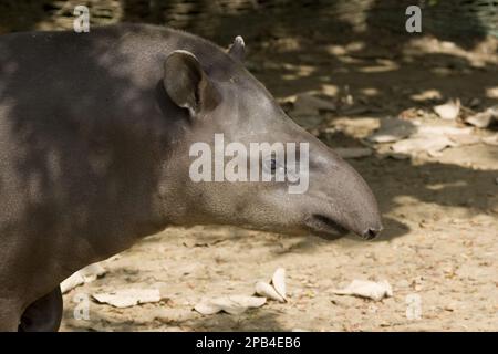 Yaltiroq etuk ayollarning fotosuratlari