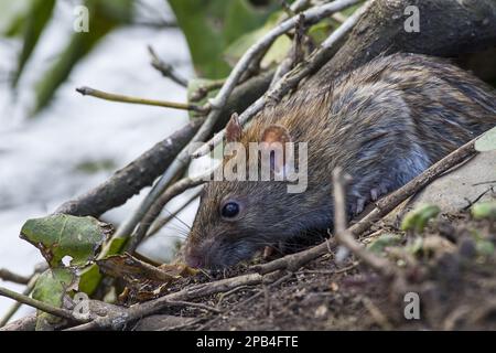 Brown brown rat (Rattus norvegicus) adult, feeding at the water's edge, Norfolk, England, Great Britain Stock Photo