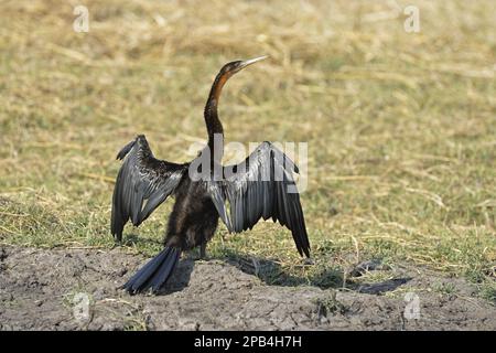 African darter (Anhinga rufa), Arboreal, Animals, Birds Darter adult, drying wings, standing on bank, Kafue N. P. Zambia Stock Photo