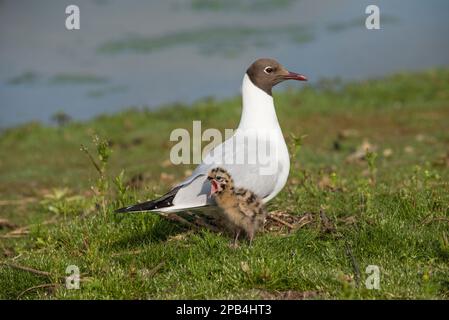 Black-headed gull (Chroicocephalus ridibundus) adult, breeding plumage, with chicks, three days old, standing on nest at water's edge in marsh, Norfol Stock Photo