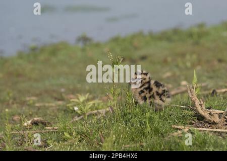 Black-headed gull (Chroicocephalus ridibundus) chick, three days old, standing at the water's edge in marsh, Norfolk, England, United Kingdom, Europe Stock Photo