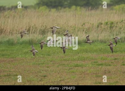 Whimbrel (Numenius phaeopus), with adult eurasian curlew (Numenius arquata), migrants flying low over Higher Level Stewardship scheme field, Eccles-on Stock Photo