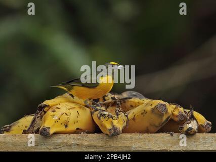 Purple Throat Euphonia (Euphonia chlorotica serrirostris) immature male feeding on bananas, Atlantic Rainforest, Reserva Ecologica de Guapi Assu, Stat Stock Photo