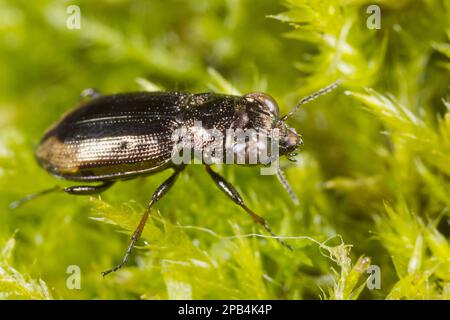 Big-eyed Bronze Ground Beetle (Notiophilus biguttatus) adult, amongst moss, Powys, Wales, United Kingdom, Europe Stock Photo