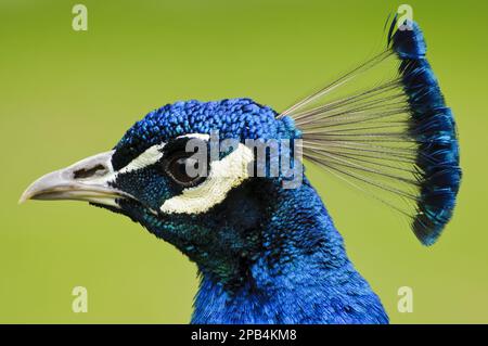 Indian peafowl (Pavo cristatus), blue peacocks, chicken birds, animals, birds, Indian Peafowl adult male, close-up of head, Arne RSPB Reserve, Dorset, Stock Photo