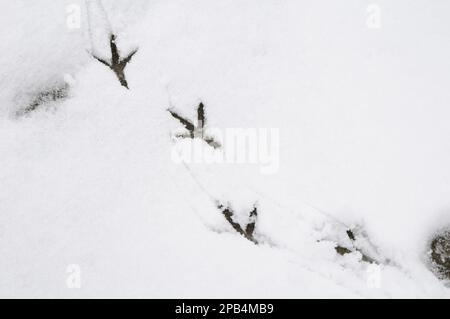 Common wood pigeon (Columba palumbus) footprints on snow in garden, Sowerby, North Yorkshire, England, United Kingdom, Europe Stock Photo