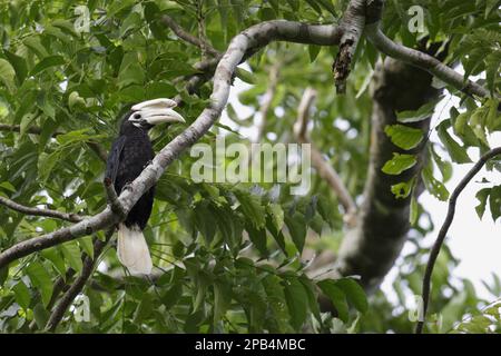 Palawan hornbill (Anthracoceros marchei), adult male, sitting on a branch in a tree, Puerto Princesa Underground River N. P. St. Paul Mountains, Palaw Stock Photo