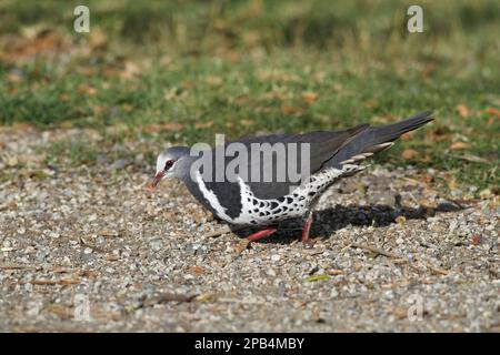 Wonga Pigeon (Leucosarcia melanoleuca) adult, feeding on ground, Green Mountain, Lamington N. P. Queensland, Australia, Oceania Stock Photo
