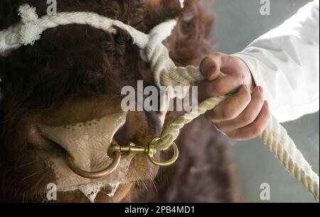 Domestic cattle, Luing, bull, close-up of nose with ring, harnessed for sale on cold winter morning, Castle Douglas, Dumfries and Galloway, Scotland, Stock Photo