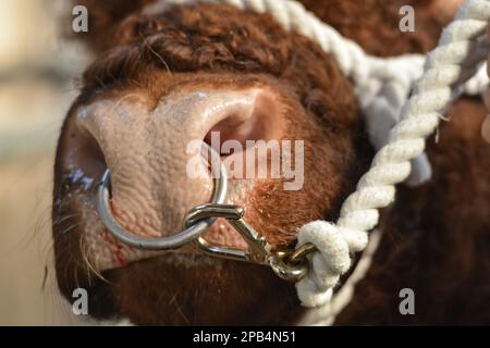 Domestic cattle, Luing bull, close-up of nose with ring, on halter at sale, Castle Douglas, Dumfries and Galloway, Scotland, United Kingdom, Europe Stock Photo