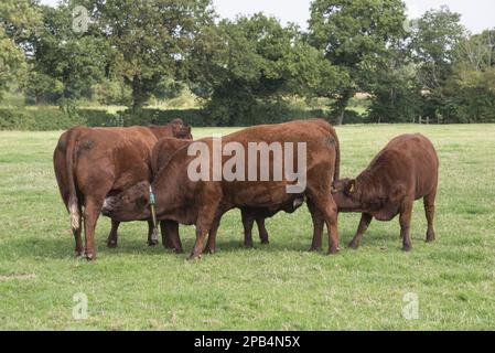 Domestic cattle, Red Ruby Devon cow suckling from another cow, and heifer suckling cow, Cheshire, England, United Kingdom, Europe Stock Photo