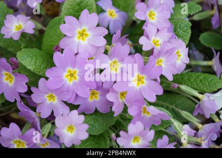 flowers Aubrieta hybrida Stock Photo