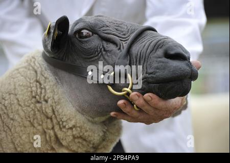Domestic Sheep, Bleu du Maine, adult, close-up of head, wearing halter at show, Royal Welsh Show, Powys, Wales, United Kingdom, Europe Stock Photo