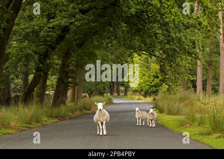 Cheviot sheep, cheviot ewes, purebred, domestic, ungulates, livestock, cloven-hoofed, mammals, animals, Domestic Sheep, Cheviot, ewes, standing on roa Stock Photo
