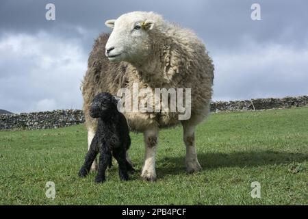 Herdwick sheep, purebred, domestic, ungulates, livestock, cloven-hoofed, mammals, animals, Domestic Sheep, Herdwick ewe and newborn lamb, standing in Stock Photo
