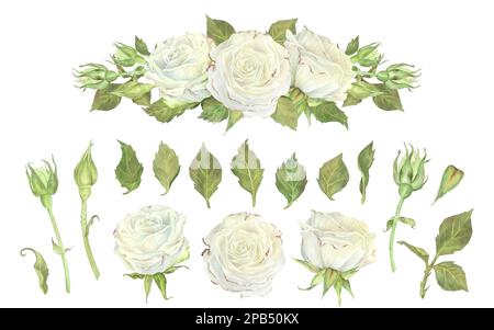 Set of white rose buds and leaves separately. Composition of flowers. Watercolor illustration. Isolated on a white background.For design of stickers, Stock Photo