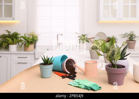 Beautiful houseplants and gardening tools on table in kitchen, space for text Stock Photo