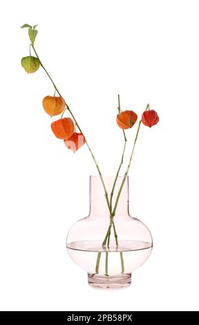 Physalis branches in glass vase on white background Stock Photo