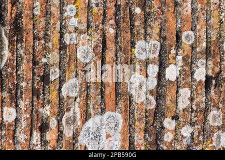 closeup picture of a wall made of old flat bricks overgrown with lichen, for background textures Stock Photo