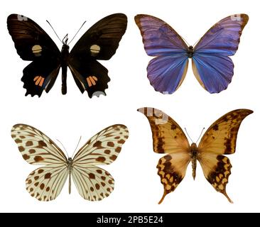 Set with beautiful exotic butterflies on white background Stock Photo