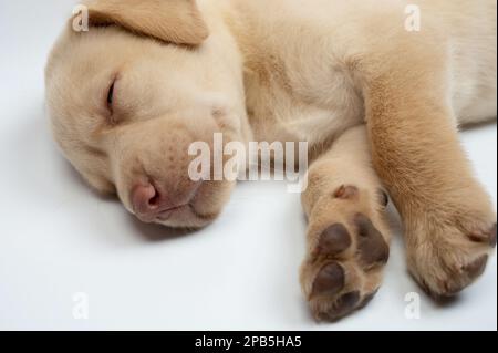 Portrait of dreaming labrador puppy close up isolated on studio background Stock Photo