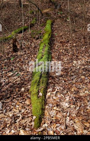 Whats left of a fallen tree covered entirely of moss on the ground in the forest surrounded by leaves in late wintertime Stock Photo