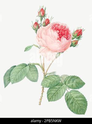 「Rosa centifolia」ボタニカルアート rosa-centifolia-rose-flower-