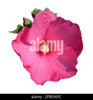 Pink hibiscus moscheutos flower isolated on white background Stock Photo