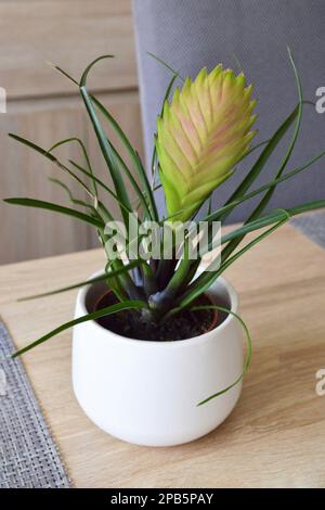 Pink bromeliad plant in the pot Stock Photo