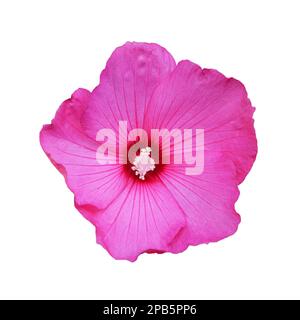 Pink hibiscus moscheutos flower isolated on white background Stock Photo