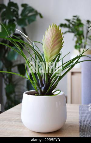 Pink bromeliad plant in the pot Stock Photo