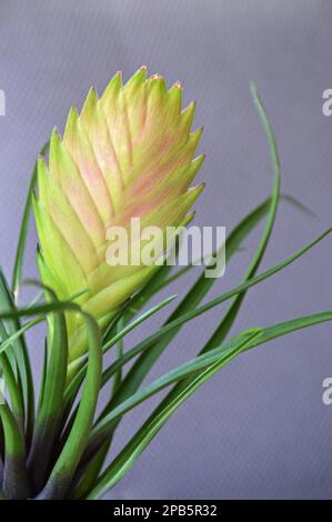 Close up of pink bromeliad flower Stock Photo