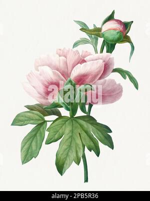 Peony Flower Bouquet With Paper Wrap Watercolor Illustration Stock  Illustration - Download Image Now - iStock