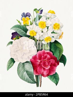 Camellia, daffodil and pansy bouquet. Beautiful flower illustration. Antique Botanical art by Pierre Joseph Redouté. Circa 1833 Stock Photo