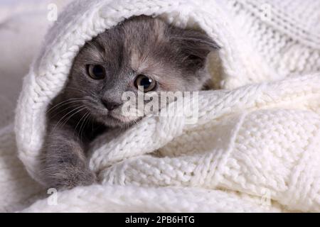 Cute fluffy kitten in white knitted blanket Stock Photo