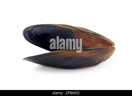 Open empty mussel shell isolated on white Stock Photo