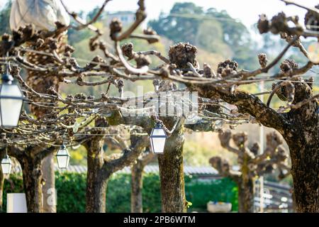 Lanterns hanging on pollarded plane trees in an outdoor cafe in Bellagio, picturesque town on the shore of Lake Como. Charming location with typical I Stock Photo