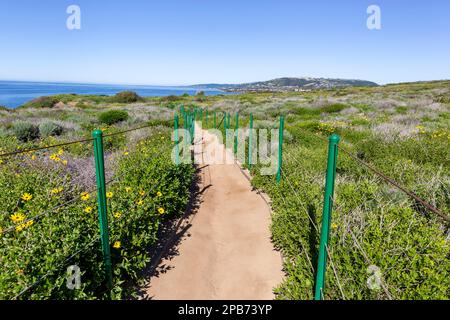 Walking path and trail through the Dana Point Headlands Conservation Area, California - The native yellow flowers are Encelia californica Stock Photo