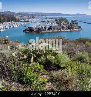 Prickly Pear Cactus in the Dana Point Headlands Conservation Area and the Dana Point Yacht Club, harbor, and marina with sailboats and yachts in south Stock Photo