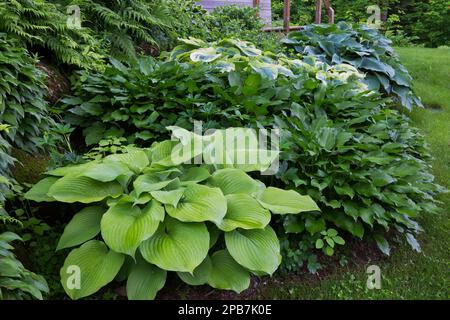Hosta 'Osiris Ovation', Hosta 'Osiris Louis Cyr' in border in front yard garden in spring. Stock Photo