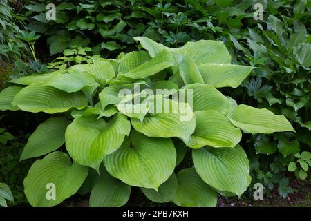 Hosta 'Osiris Ovation' in border in spring. Stock Photo