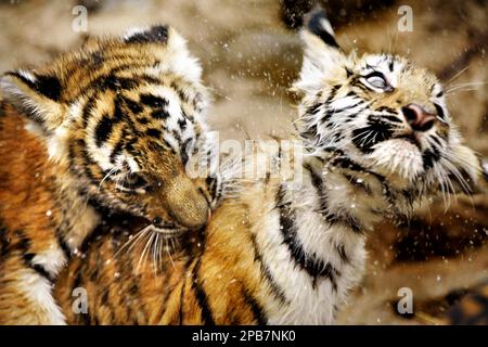 Milwaukee County Zoo's three tiger cubs make public debut